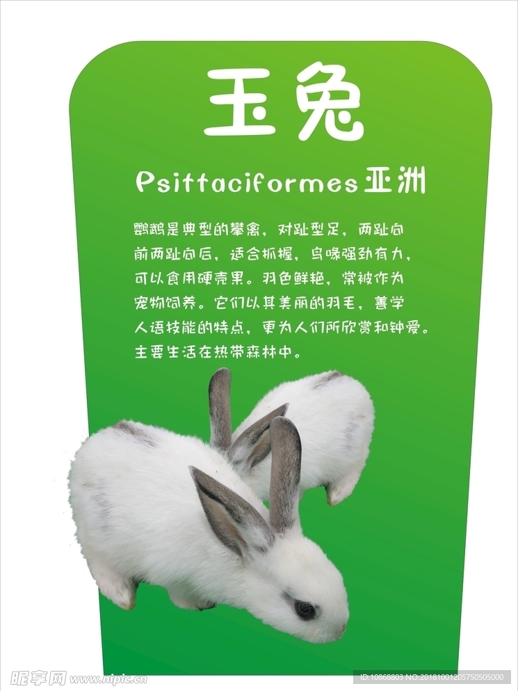 萌宠玉兔