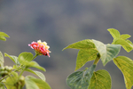 花摄影