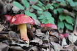 林间蘑菇