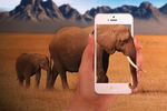 大象手机拍摄-PS合成图