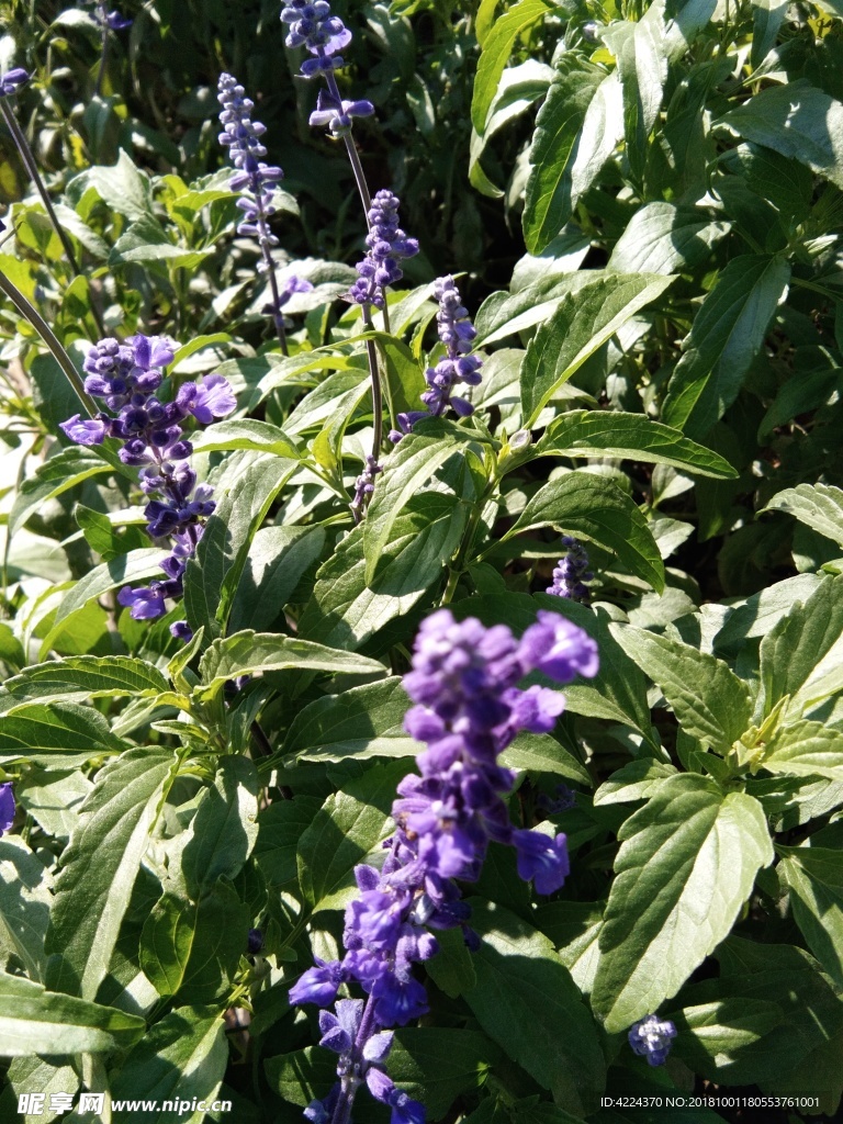 蓝花鼠尾草