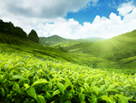 阳光下的茶园