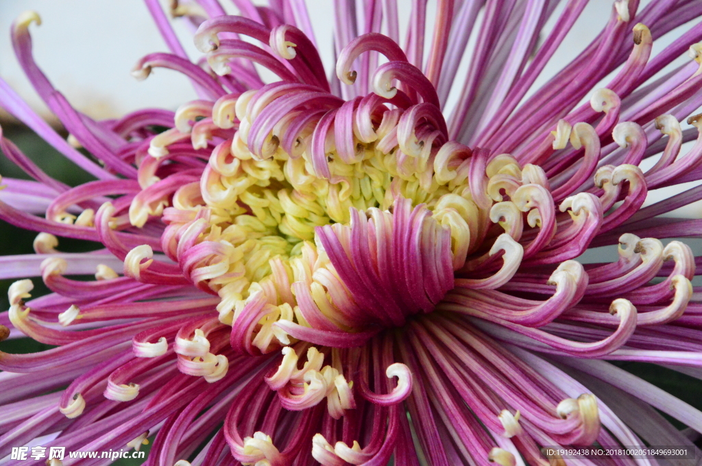 菊花