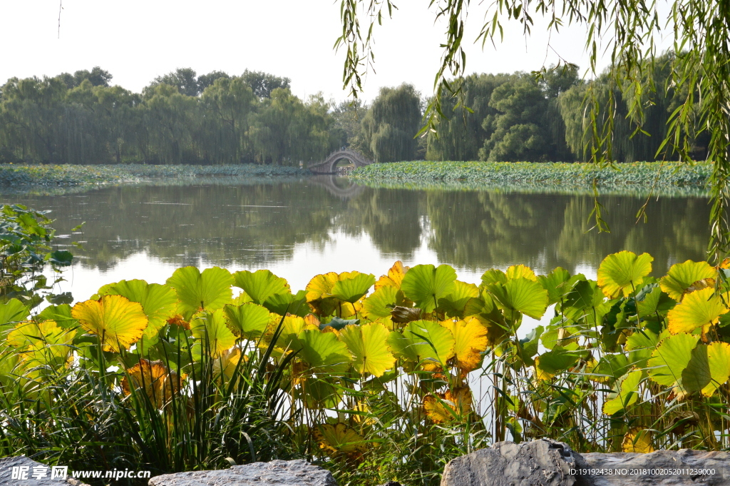 圆明园风景