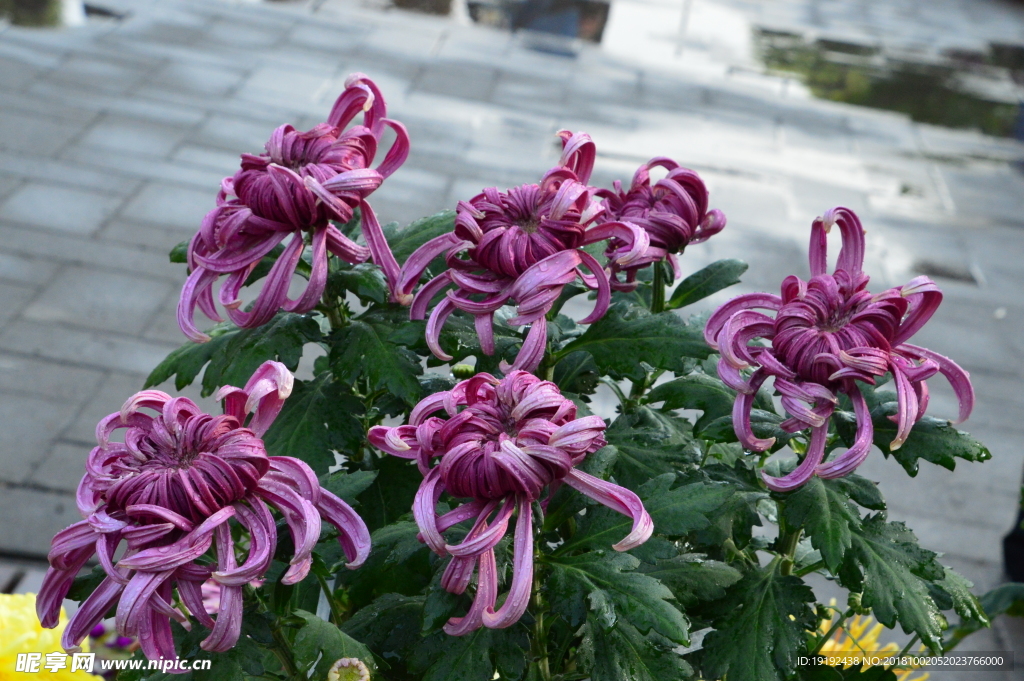 菊花