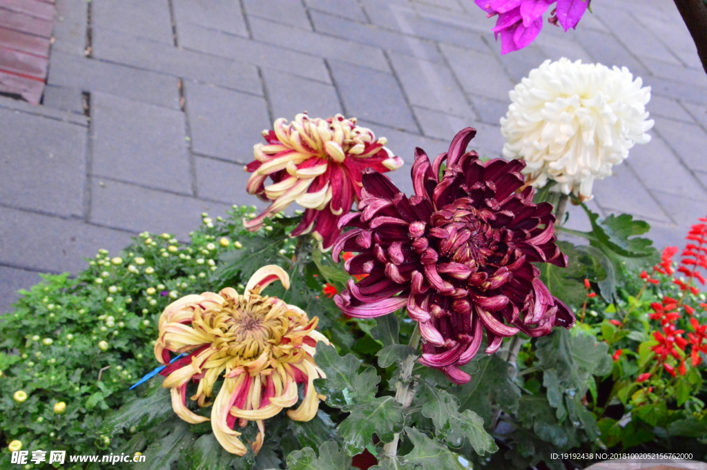 菊花