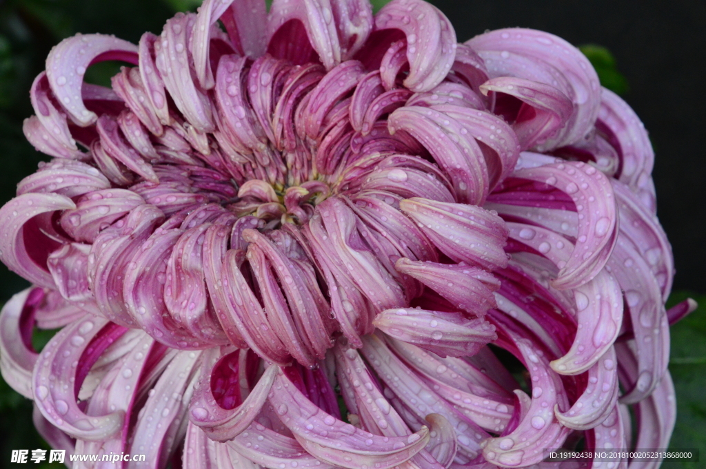 菊花