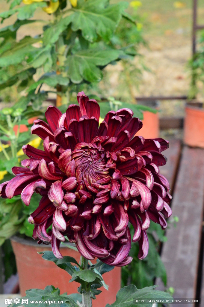 菊花