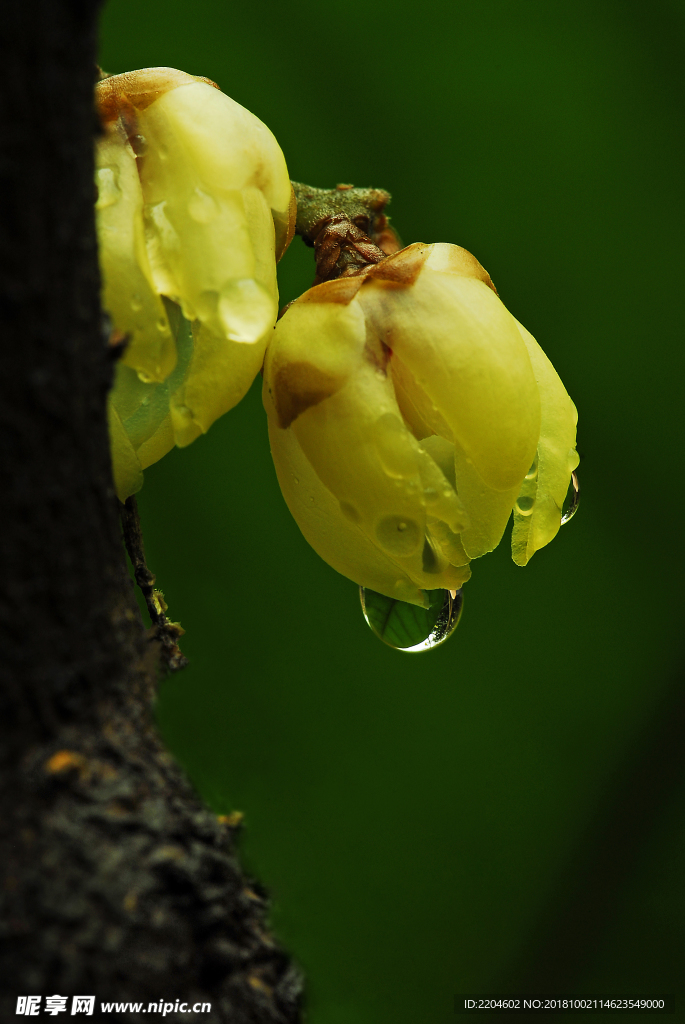 雨后梅花