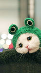 呆萌 猫咪