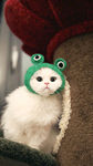 可爱的猫咪
