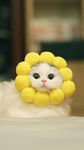 呆萌的小猫咪