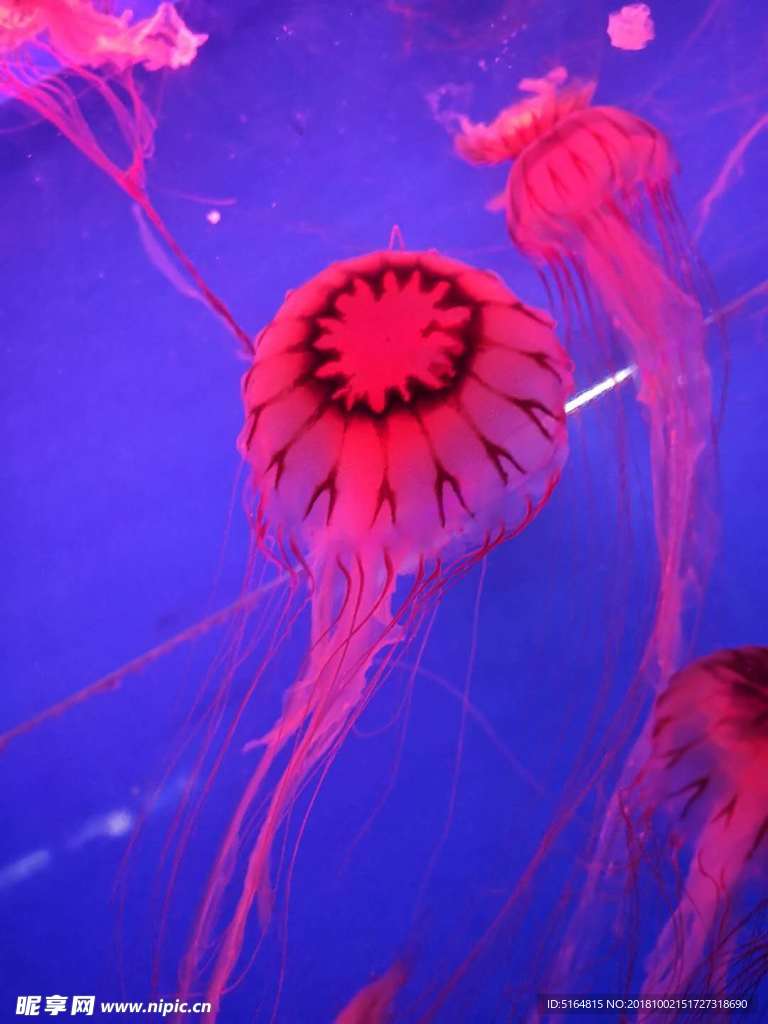 水母