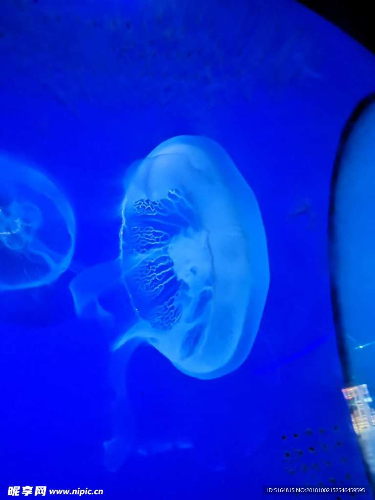水母