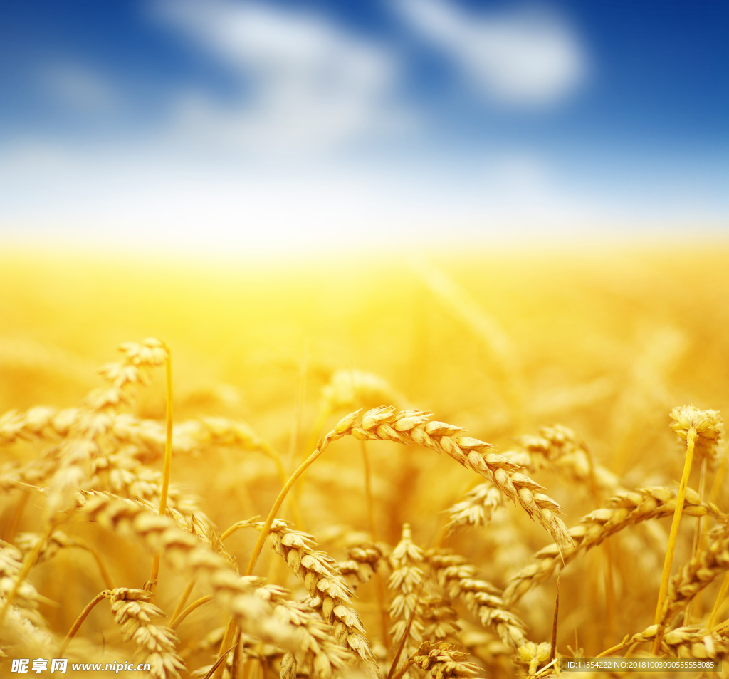 天空麦子 黄昏 丰收 麦穗
