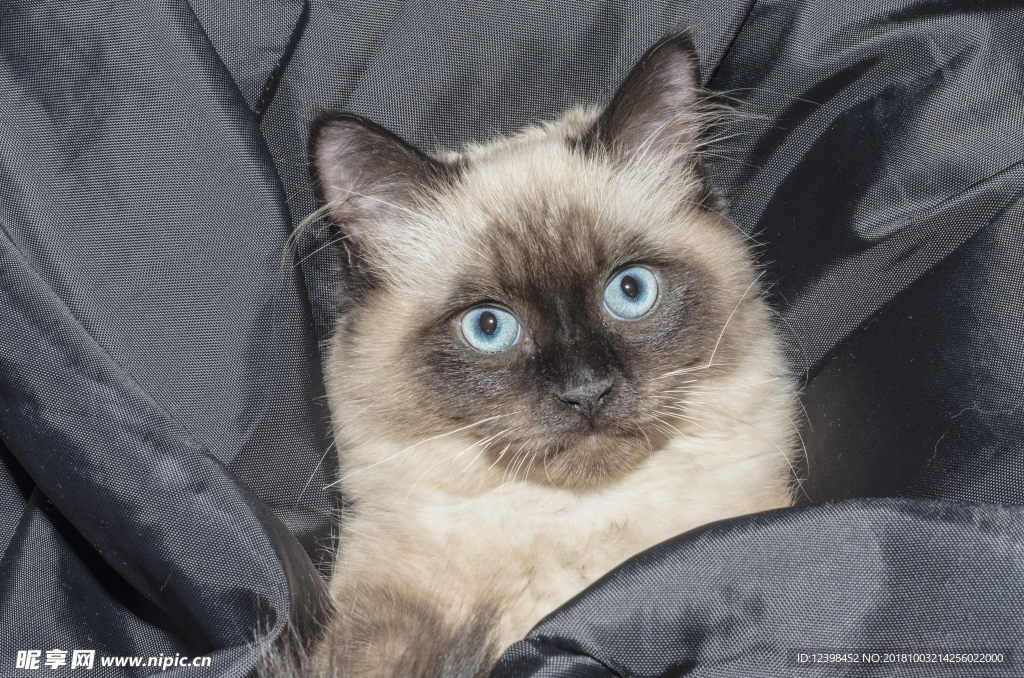 猫猫