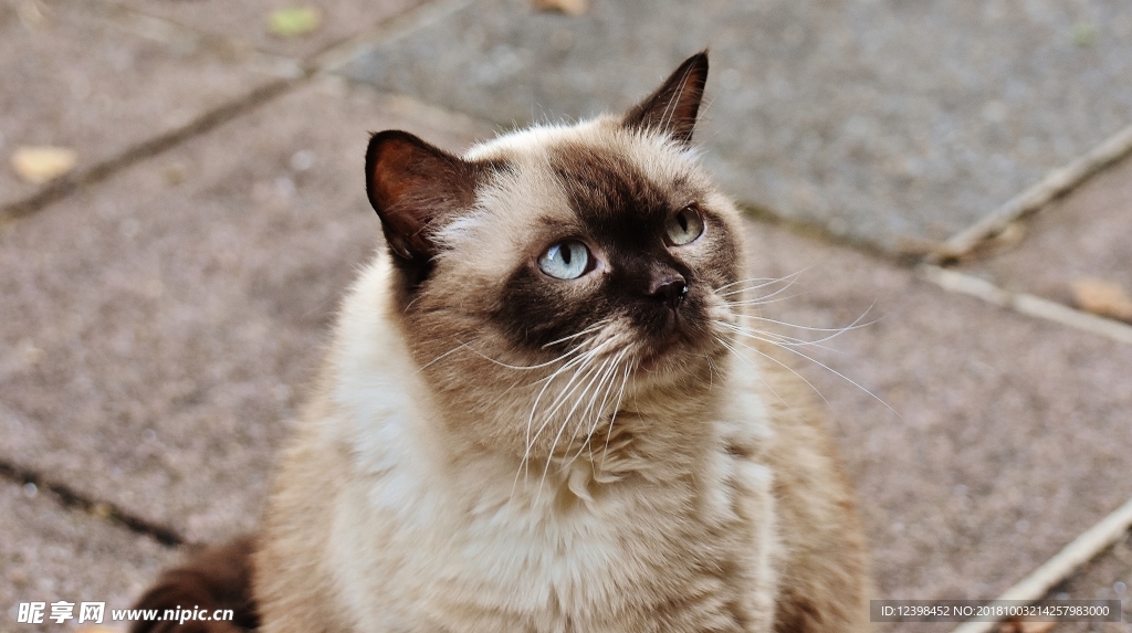 猫猫