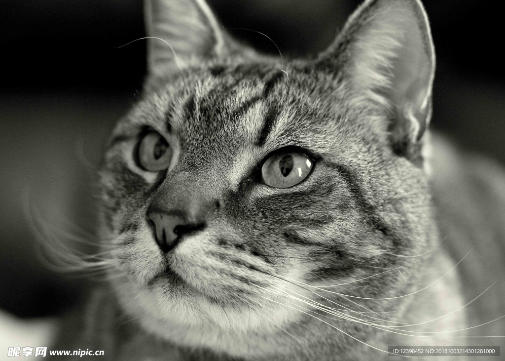 猫猫