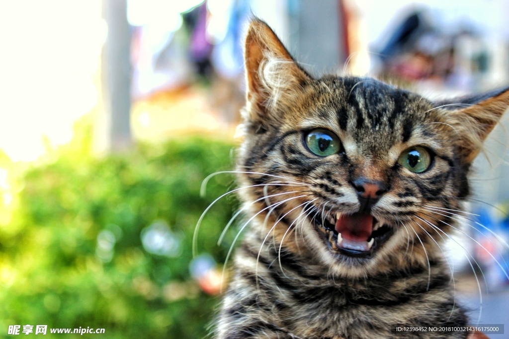 猫猫
