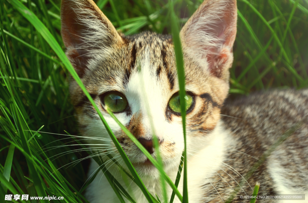 猫猫