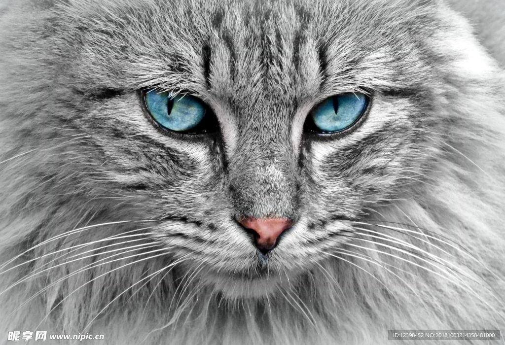 猫猫