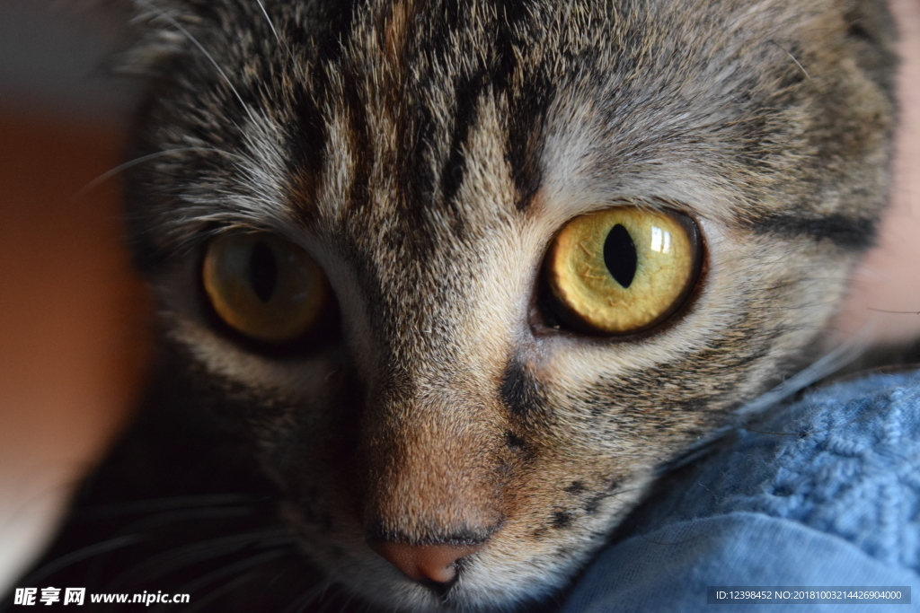 猫猫