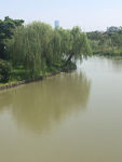湿地公园