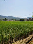 乡村稻田