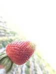 草莓