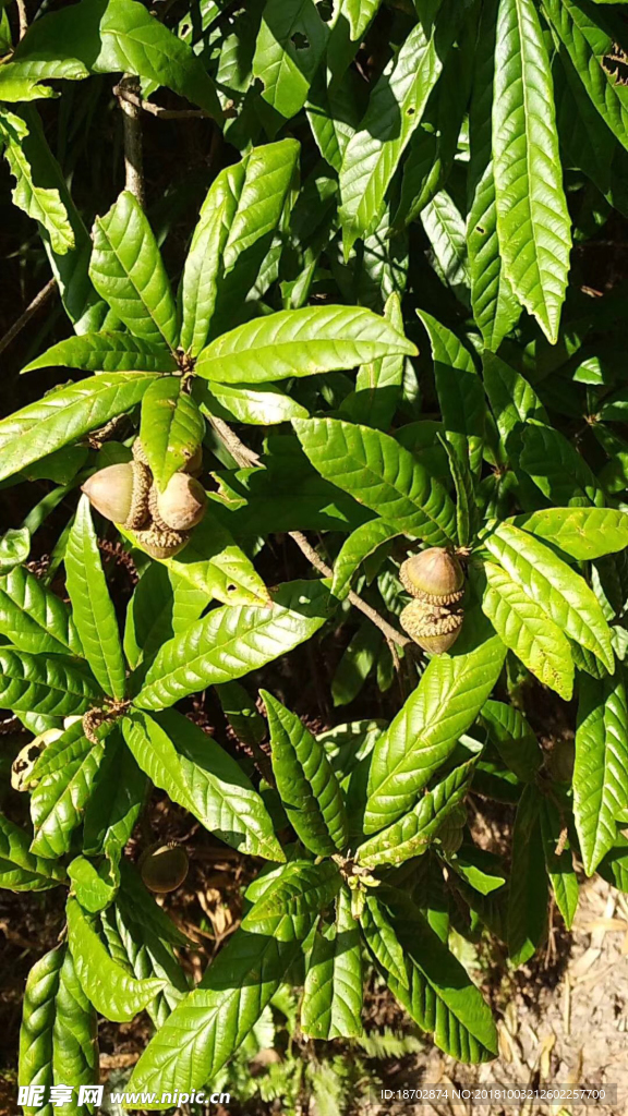 小树