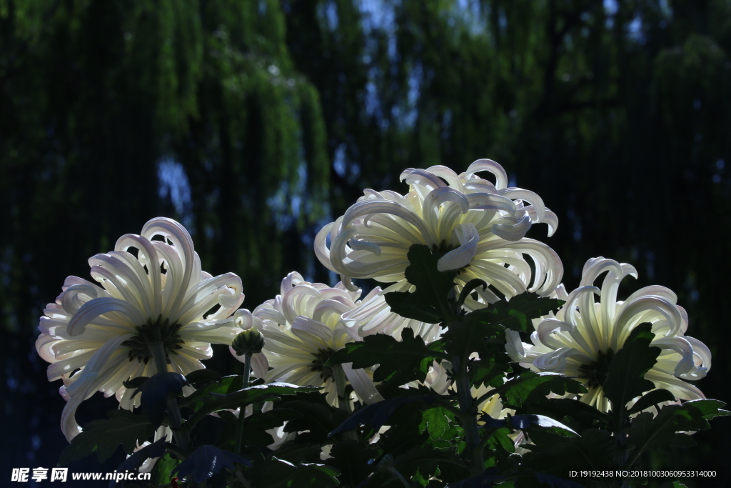 菊花