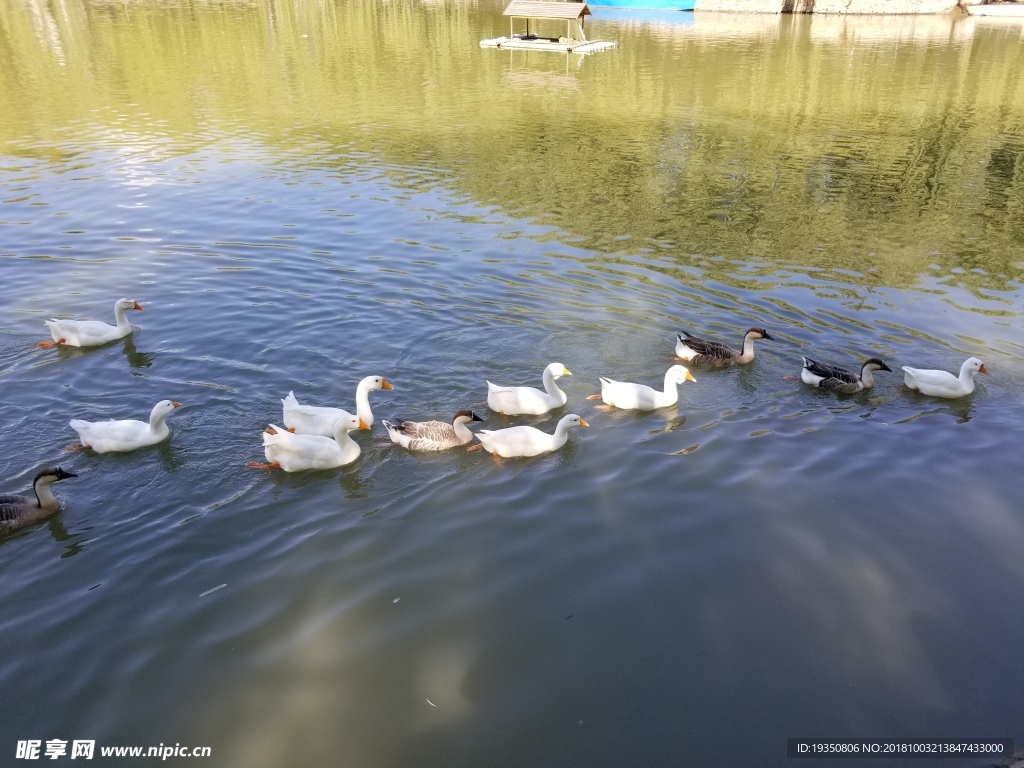 池塘 排成队的鹅