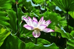 荷花水墨画