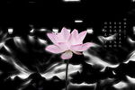 荷花水墨画
