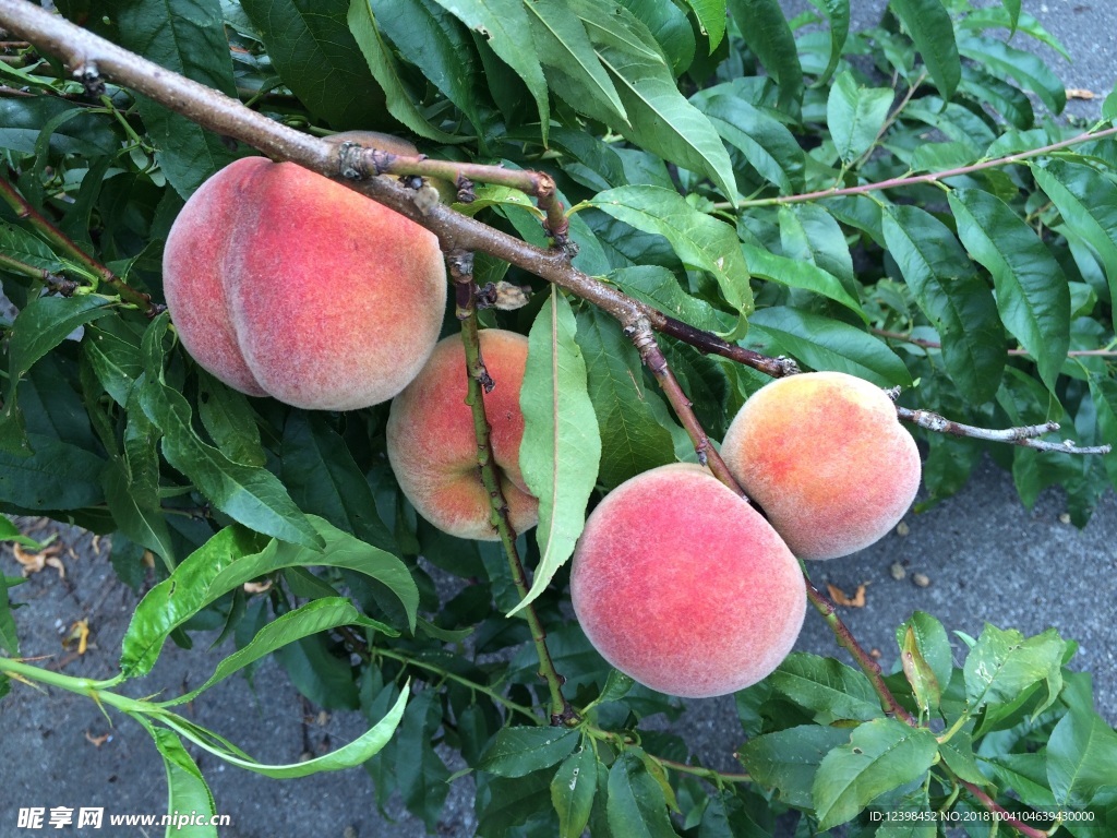 水蜜桃