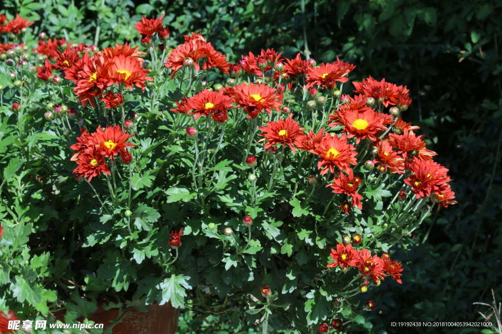 菊花