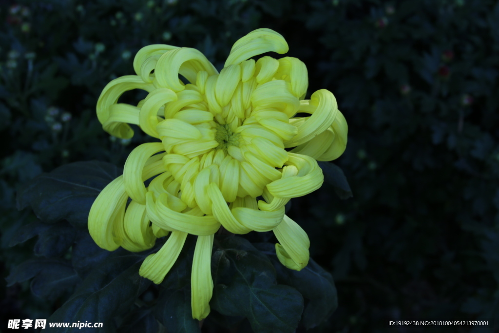 菊花