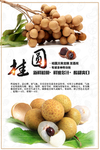 桂圆海报