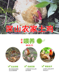 土鸡宣传单