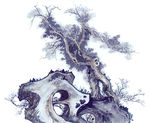 古树