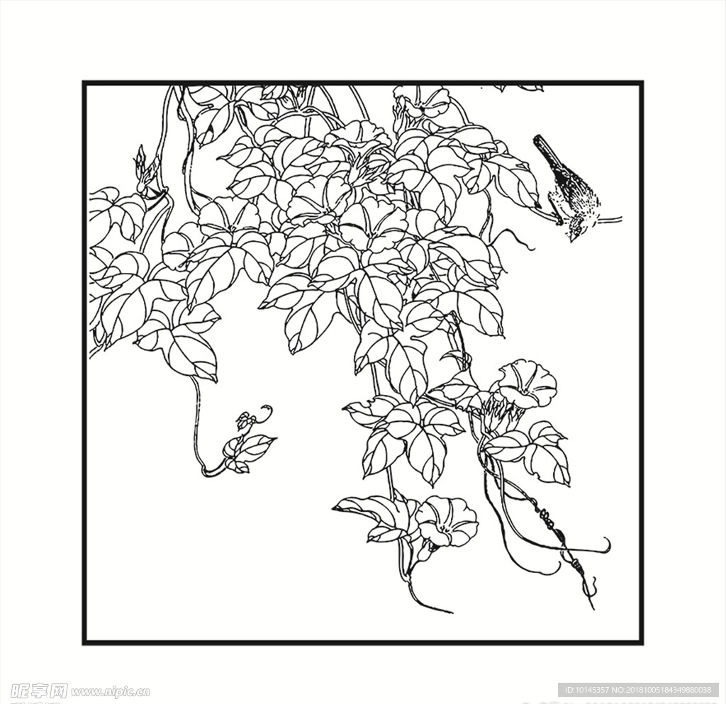 鸟
