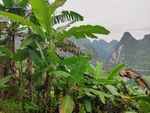 香蕉林