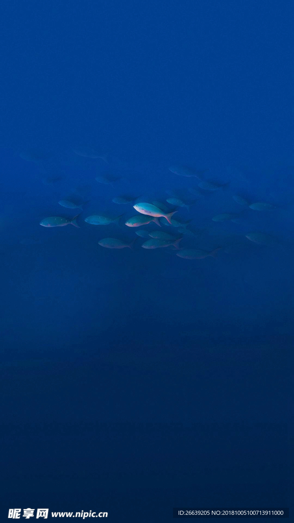 蔚蓝海洋