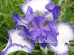 鸢尾 紫色花朵