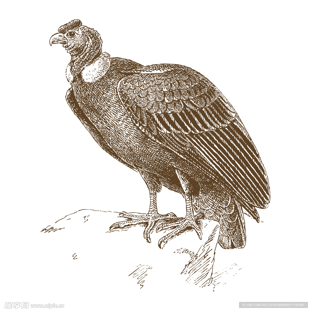 透明底鸟