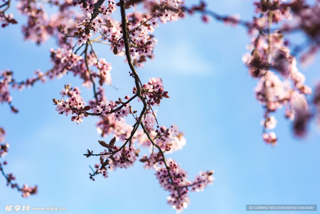 樱花