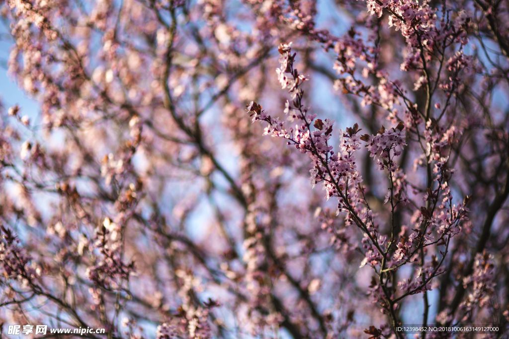 樱花