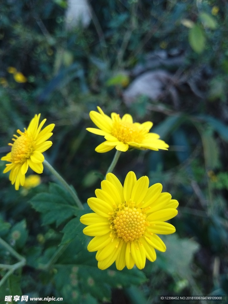 菊花