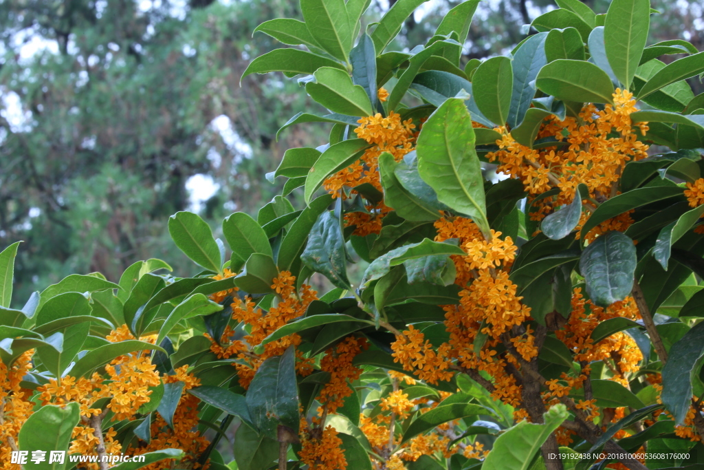 桂花