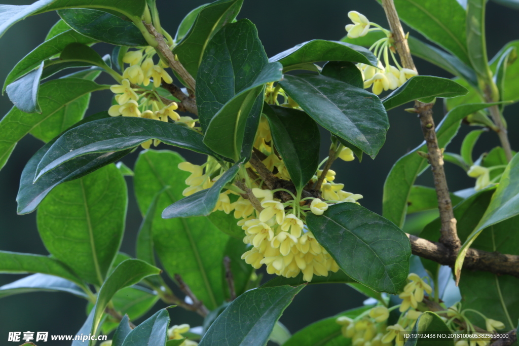 桂花